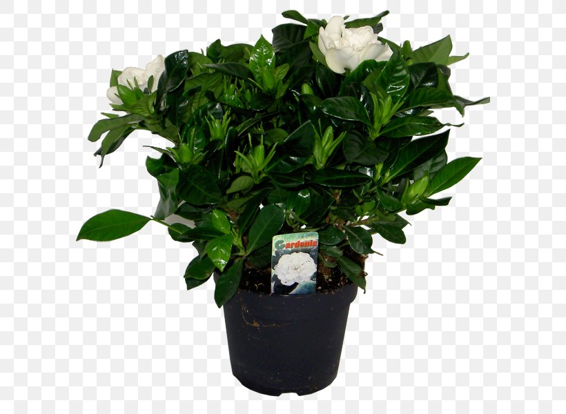 Cape Jasmine Houseplant Garden Flowerpot, PNG, 600x600px, Cape Jasmine, Cut Flowers, Evergreen, Flower, Flowering Plant Download Free