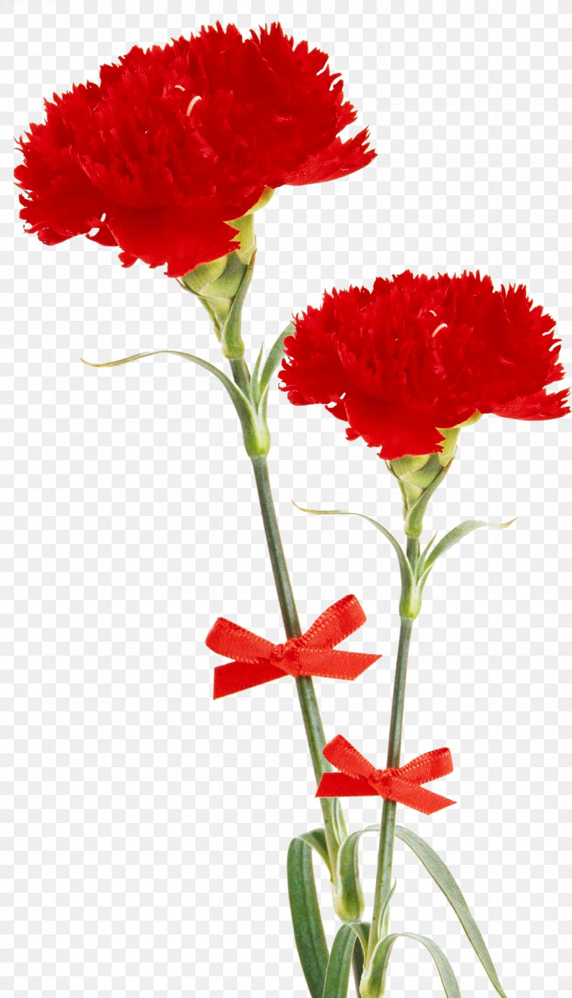Desktop Wallpaper Flower, PNG, 1529x2669px, Flower, Annual Plant, Carnation, Cut Flowers, Dianthus Download Free