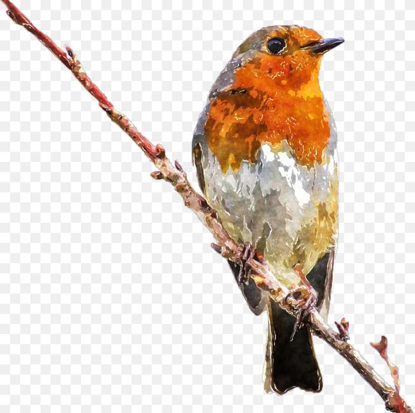 European Robin Bird, PNG, 1024x1020px, European Robin, Beak, Bird, Branch, Deviantart Download Free