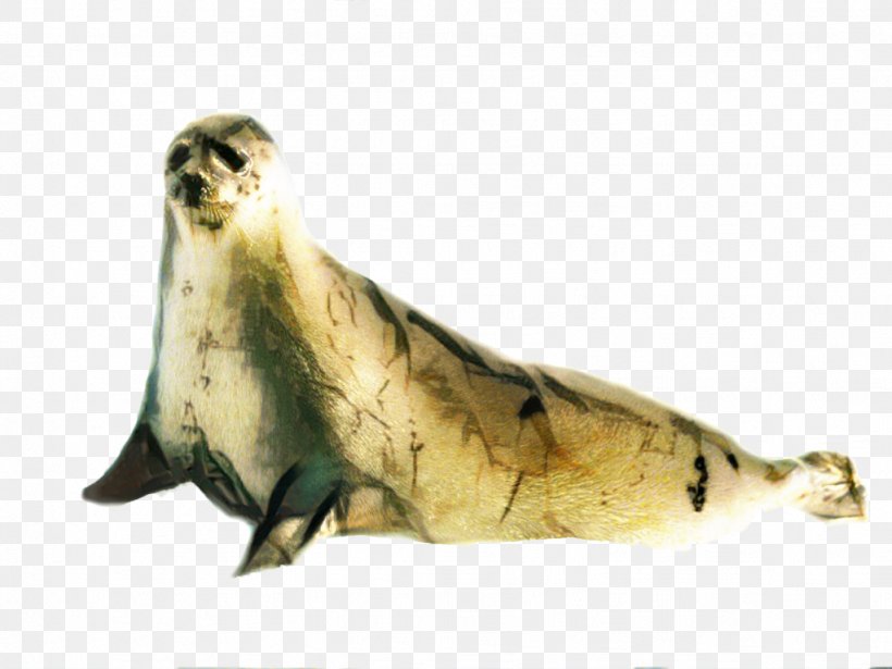 Fur Earless Seal, PNG, 1023x768px, Fur, Earless Seal, Harbor Seal, Seal, Wildlife Download Free