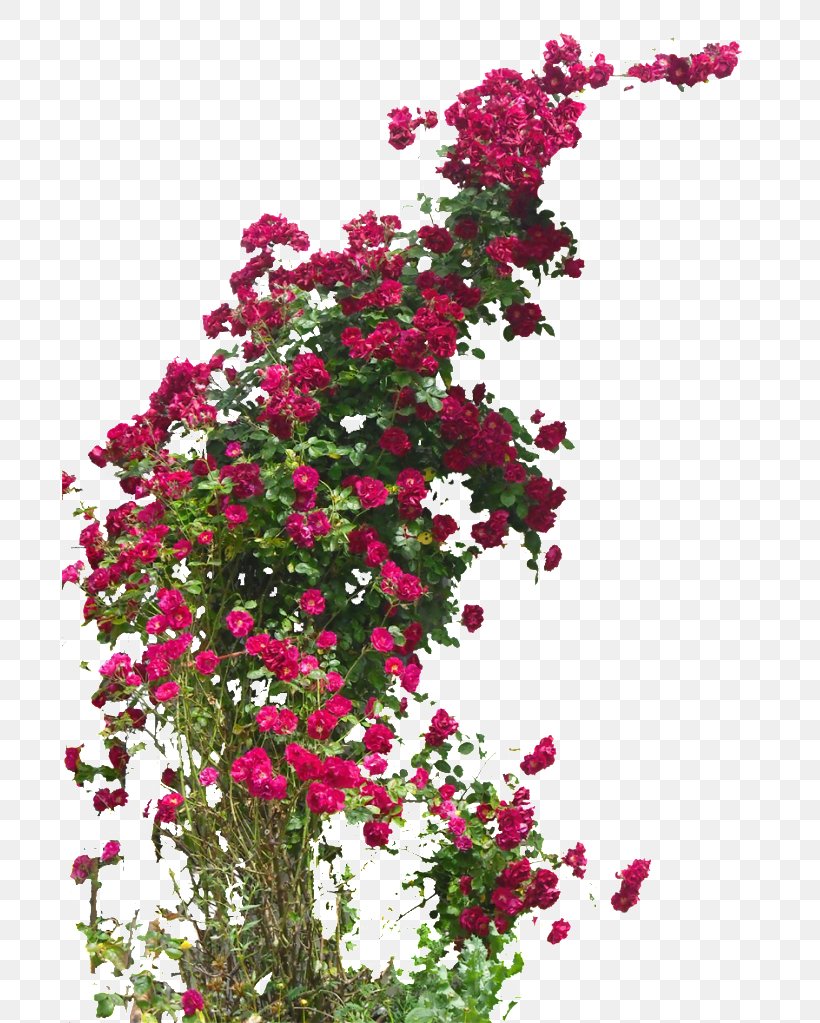 Garden Roses Rambler-Rose Field Rose Damask Rose Hybrid Tea Rose, PNG, 695x1023px, Garden Roses, Annual Plant, Cut Flowers, Damask Rose, Field Rose Download Free