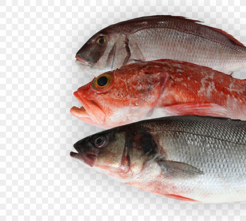 Northern Red Snapper Fish Products 09777 Oily Fish Salmon, PNG, 1000x900px, Northern Red Snapper, Animal Source Foods, Bass, Bass Guitar, Fish Download Free