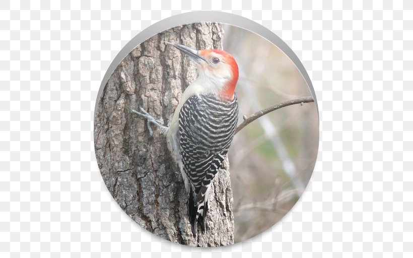 Red-bellied Woodpecker Bird Northern Flicker Piciformes, PNG, 512x512px, Woodpecker, Beak, Bird, Bird Feeders, Birdwatching Download Free