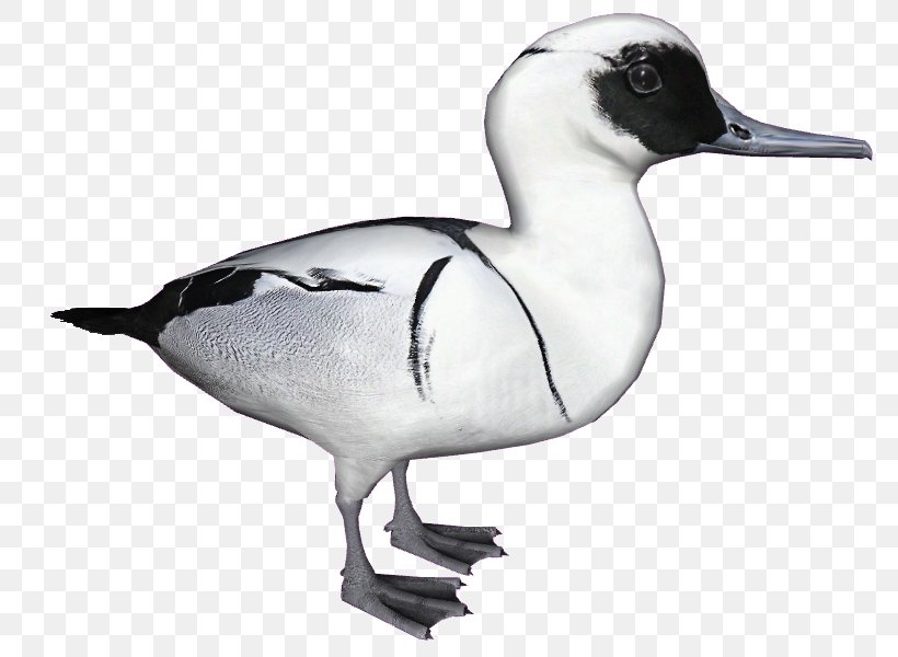 Seaducks Goose Smew Animal, PNG, 805x600px, Duck, Animal, Art, Beak, Bird Download Free