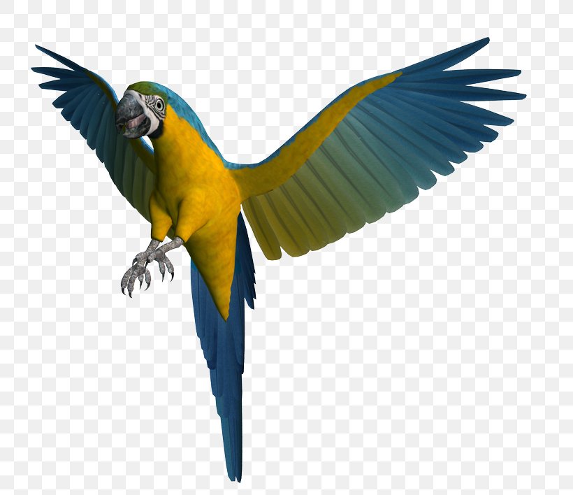 Bird Parrot Macaw Greeting & Note Cards Postales Originales/Making Cards, PNG, 752x708px, Bird, Ansichtkaart, Beak, Common Pet Parakeet, Fauna Download Free