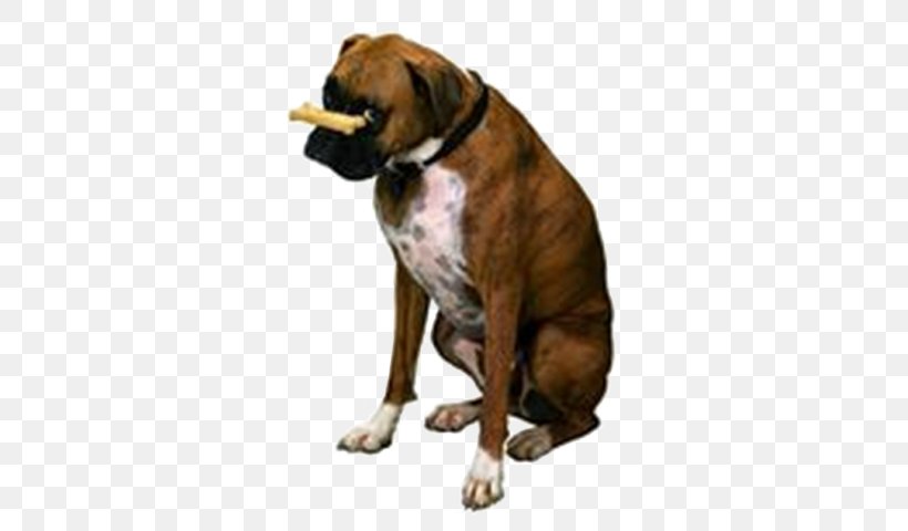 Boxer Pet Sitting Puppy Dog Training Dog Toys, PNG, 559x480px, Boxer, Carnivoran, Dog, Dog Behaviourist, Dog Breed Download Free