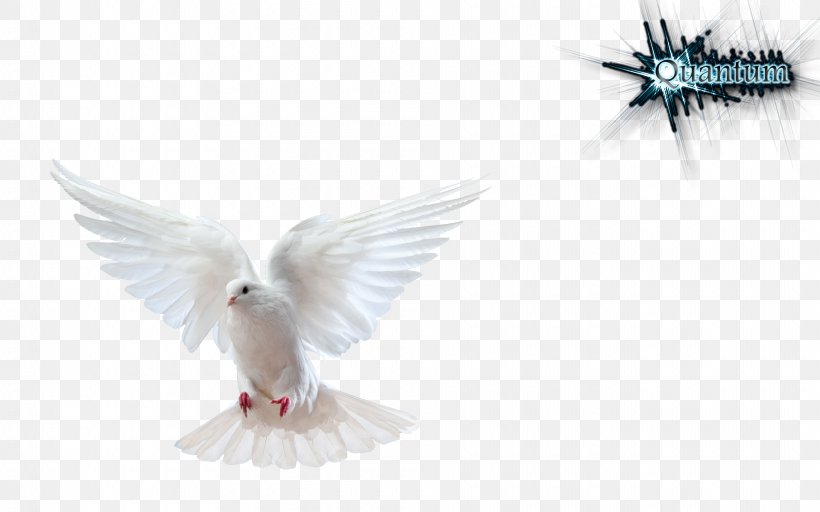 Columbidae Domestic Pigeon Bird Doves As Symbols Stock Photography, PNG, 1920x1200px, Columbidae, Beak, Bird, Bird Flight, Depositphotos Download Free