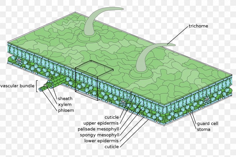 Epidermis Leaf Tissue Stoma Plant, PNG, 1200x800px, Epidermis, Anatomy, Area, Botany, Cell Download Free