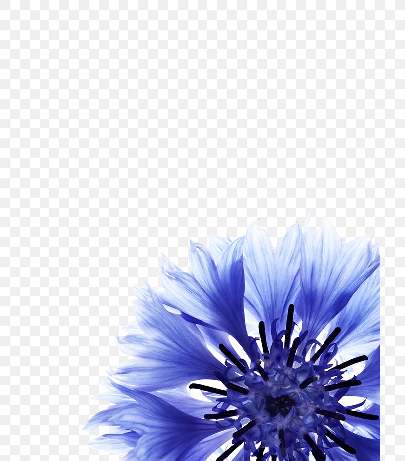 Face Botany Petal Flower Hair, PNG, 720x933px, Face, Aesthetics, Aster, Blue, Body Download Free