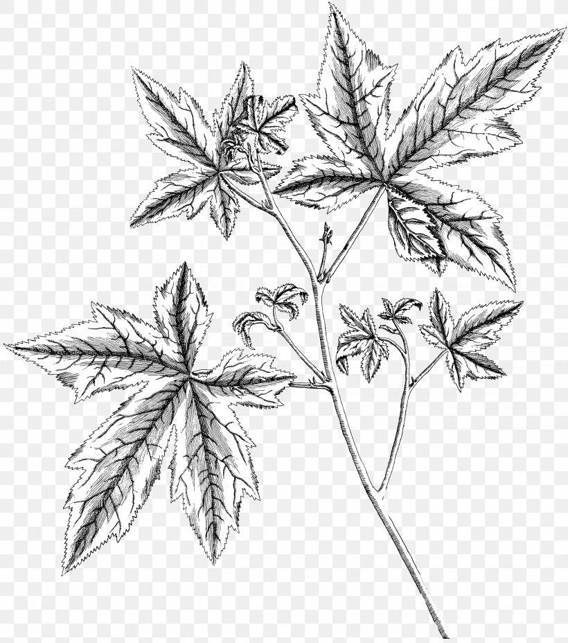 Flower Symmetry Plant Stem Line Leaf, PNG, 2649x3000px, Flower, Black, Black And White, Branch, Drawing Download Free