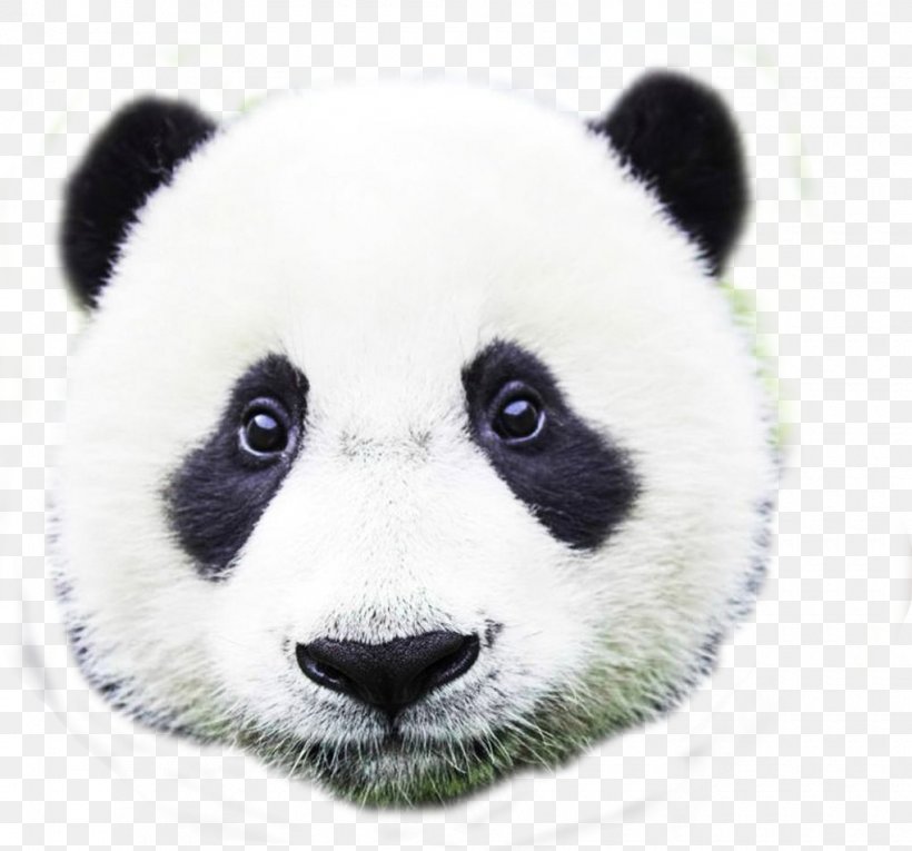 Giant Panda Bear Photography Super Paw Patrol Adventure, PNG ...