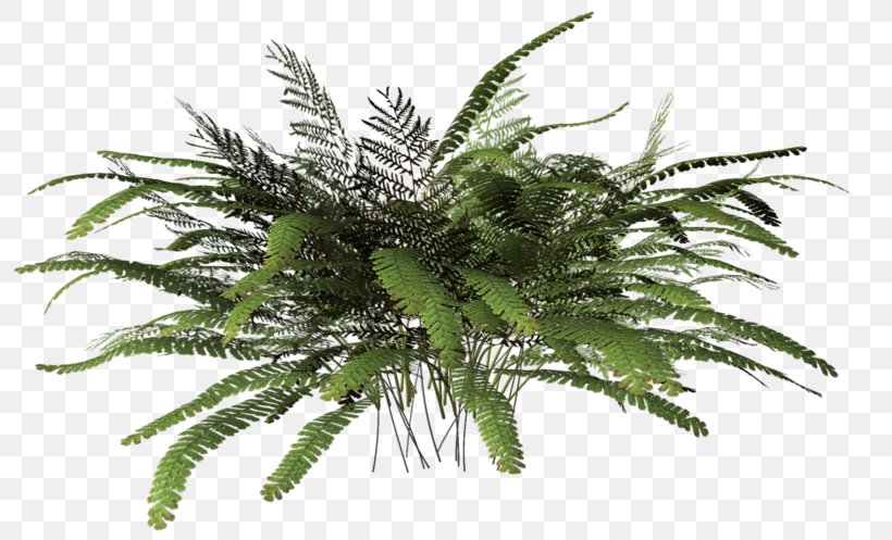 3D Computer Graphics Fern Plant Clip Art, PNG, 800x497px, 3d Computer Graphics, Animation, Arecales, Autodesk 3ds Max, Benzersiz Download Free