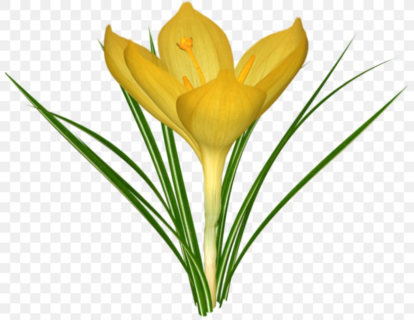 Crocus Saffron Flower, PNG, 800x633px, Crocus, Cut Flowers, Display Resolution, Dots Per Inch, Floristry Download Free