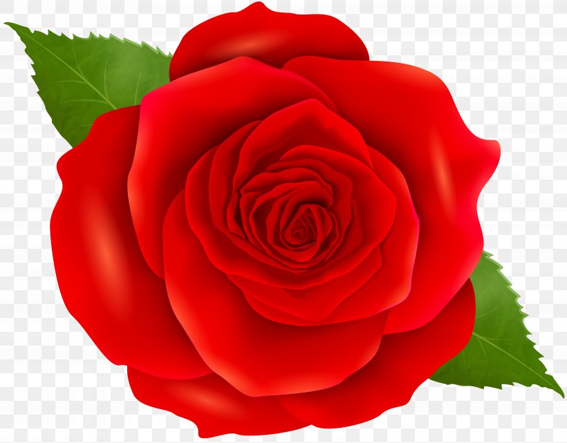 Garden Roses Floribunda Cabbage Rose China Rose Blue Rose, PNG, 8000x6261px, Garden Roses, Blue Rose, Bud, Cabbage Rose, China Rose Download Free