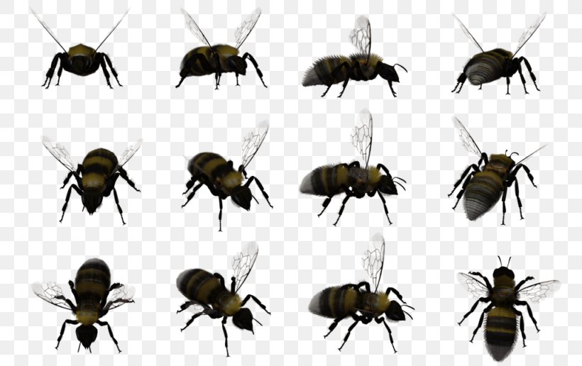 Honey Bee Insect Bumblebee Swarming, PNG, 1024x645px, 3d Computer Graphics, Bee, Animal, Arthropod, Beenverified Download Free
