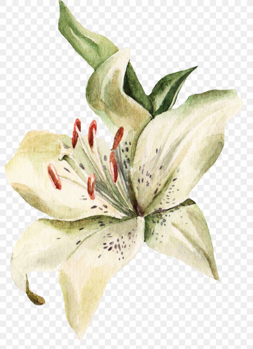 Lilium Visiting Card Flower Blume, PNG, 1027x1419px, Lilium, Auglis, Blume, Cut Flowers, Flower Download Free