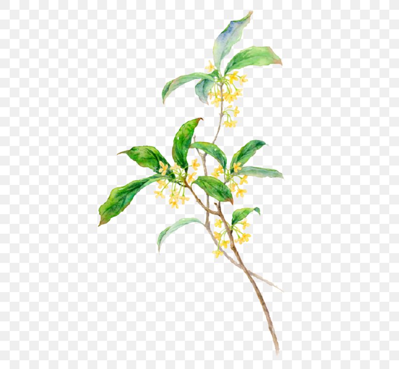 Sweet Osmanthus, PNG, 635x758px, Sweet Osmanthus, Autumn, Branch, Cut Flowers, Flora Download Free