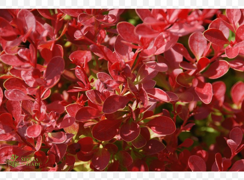 Barberry Shrub Groundcover Annual Plant, PNG, 1000x740px, Barberry, Annual Plant, Barberry Family, Berberis, Flower Download Free