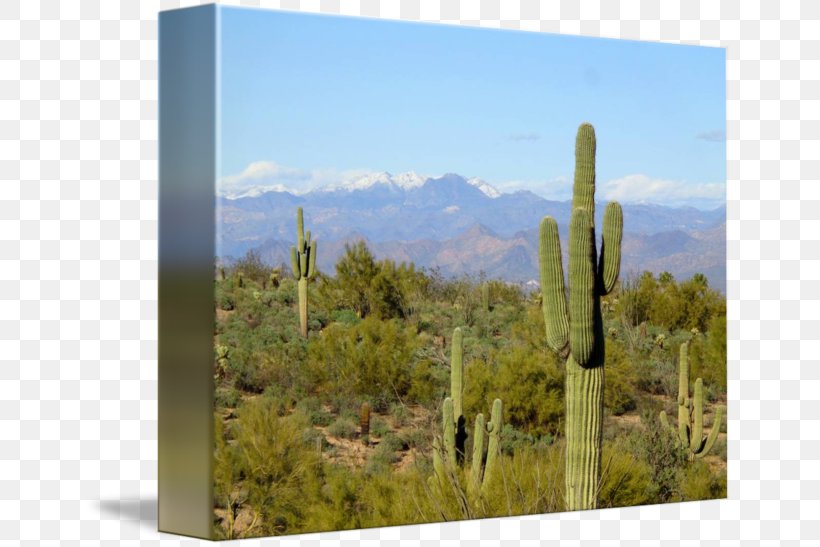 Biome Shrubland Vegetation Landscape Citroën Cactus M, PNG, 650x547px, Biome, Cactaceae, Cactus, Caryophyllales, Ecosystem Download Free