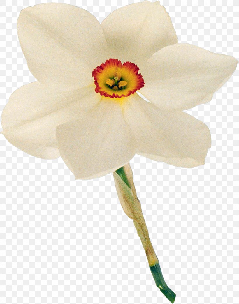 Daffodil Petal Cut Flowers Yellow, PNG, 1005x1280px, Daffodil, Anemone, Anemone Ranunculoides, Cut Flowers, Flower Download Free