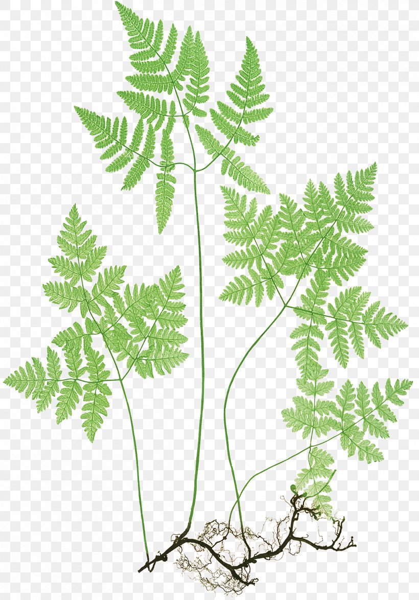 Northern Oak Fern Plants Botany The Ferns Of Great Britain And Ireland, PNG, 1257x1800px, Fern, American Larch, Botany, Branch, Drawing Download Free