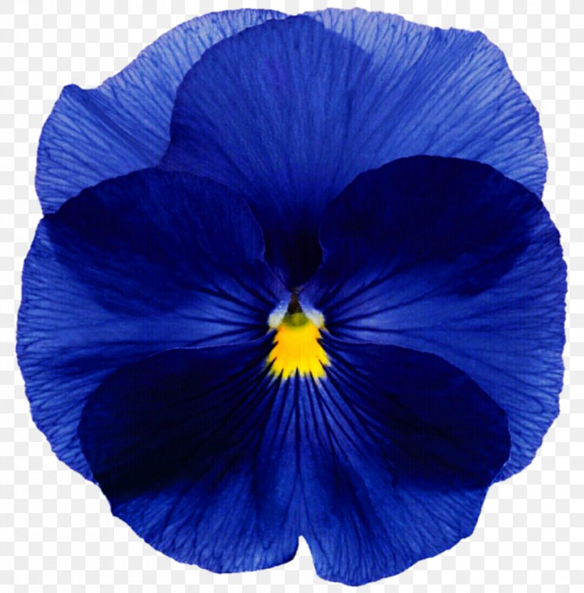 Pansy Flower Blue Annual Plant Seed, PNG, 887x900px, Pansy, Annual Plant, Bedding, Biennial Plant, Blue Download Free