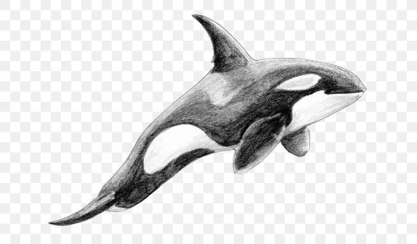 Rough-toothed Dolphin White-beaked Dolphin Killer Whale Cetacea, PNG, 720x480px, Roughtoothed Dolphin, Black And White, Cetacea, Dolphin, Fauna Download Free