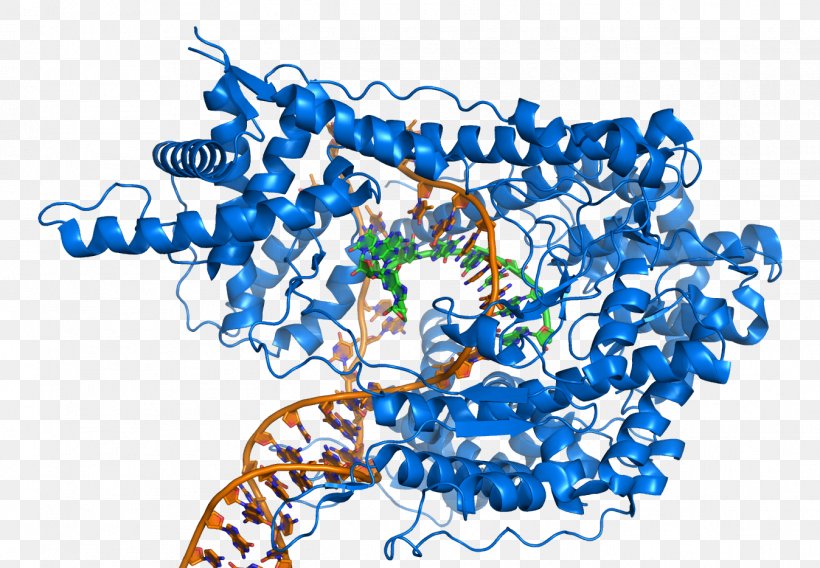T7 RNA Polymerase DNA, PNG, 1348x934px, T7 Rna Polymerase, Area, Art, Bacteriophage, Blue Download Free