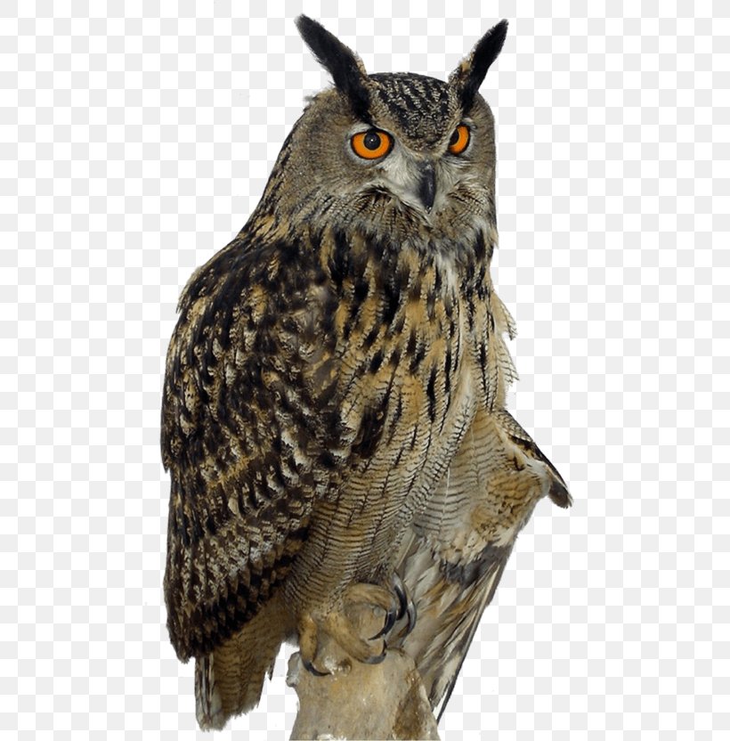 Barred Owl Clip Art, PNG, 500x832px, Owl, Barred Owl, Beak, Bird, Bird Of Prey Download Free