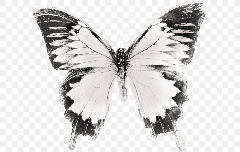 Butterfly Black And White Brush-footed Butterflies Drawing, PNG, 600x518px, Butterfly, Arthropod, Black, Black And White, Blue Download Free