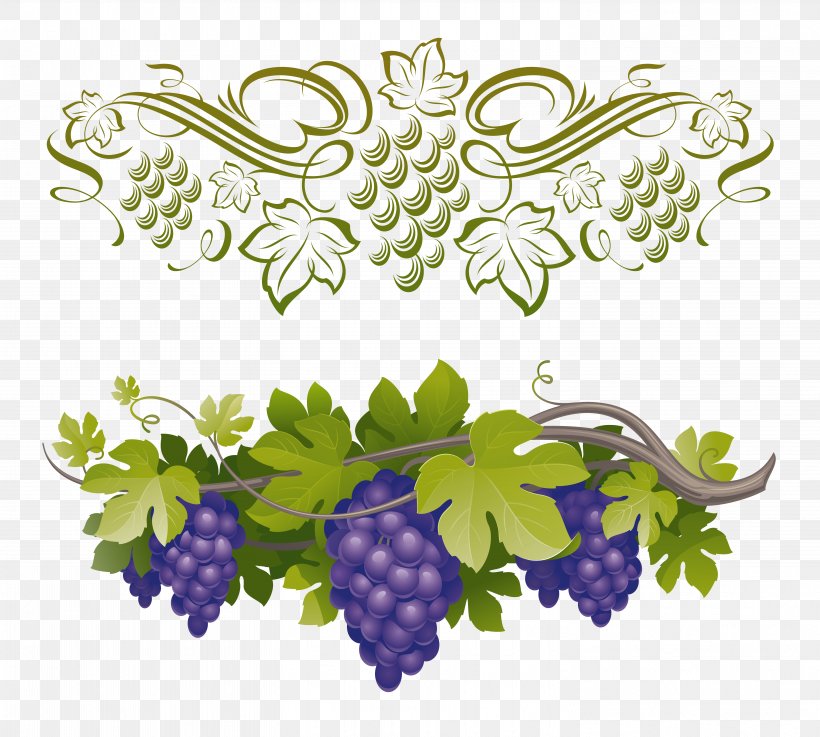 Common Grape Vine Vitis Amurensis, PNG, 5906x5315px, Common Grape Vine, Branch, Flora, Floral Design, Flower Download Free