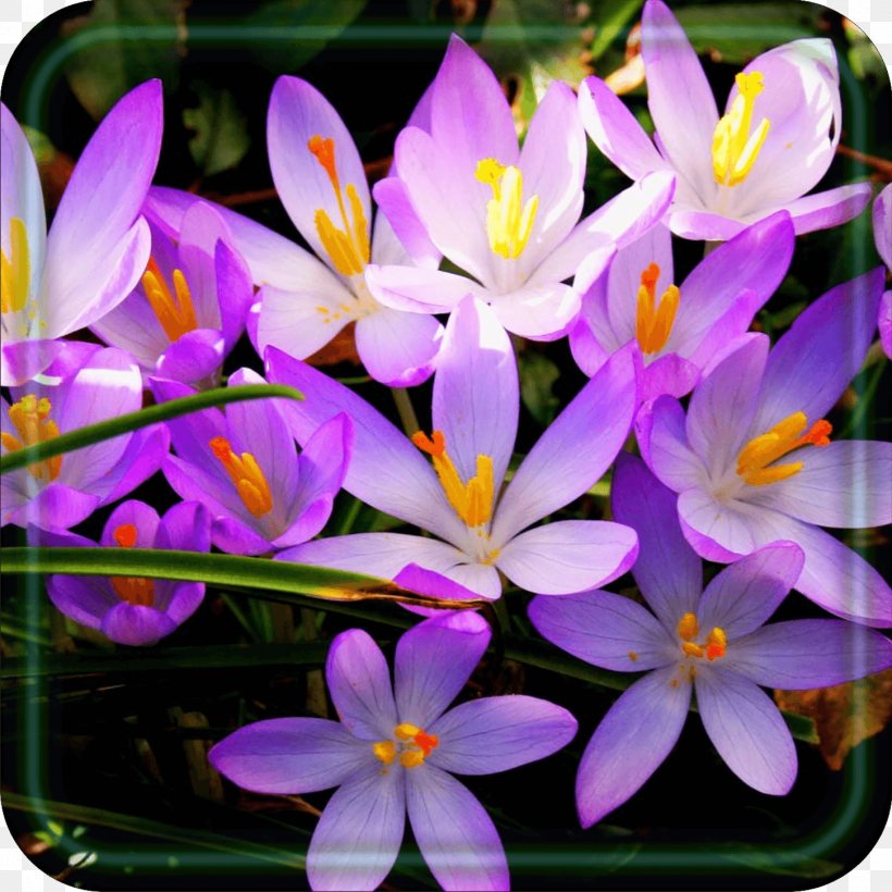 Crocus Wildflower Purple, PNG, 1451x1451px, Crocus, Animation, Annual Plant, Color, Flora Download Free