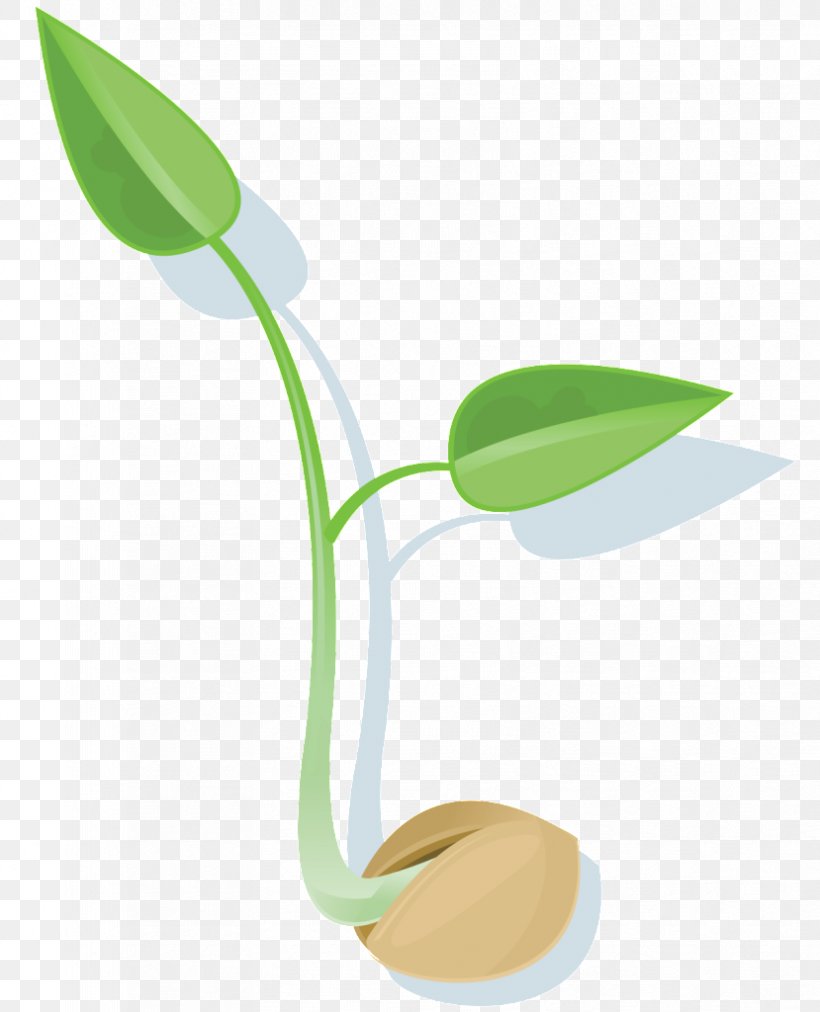 Leaf Seed Germination Plant, PNG, 829x1024px, Leaf, Can Stock Photo, Flax, Flower, Germination Download Free