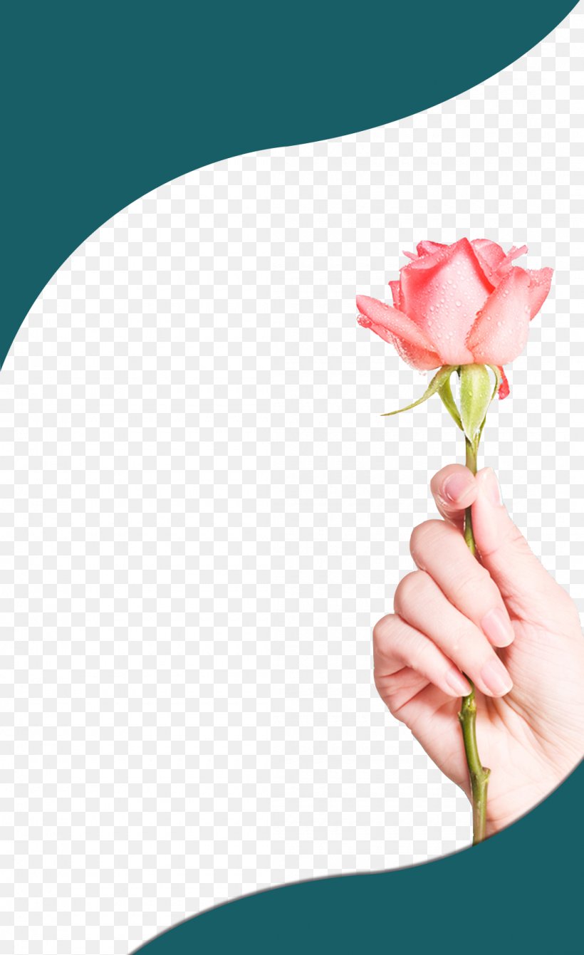 Rose Stock Photography, PNG, 1100x1800px, Rose, Cut Flowers, David Ch Austin, Finger, Floral Design Download Free