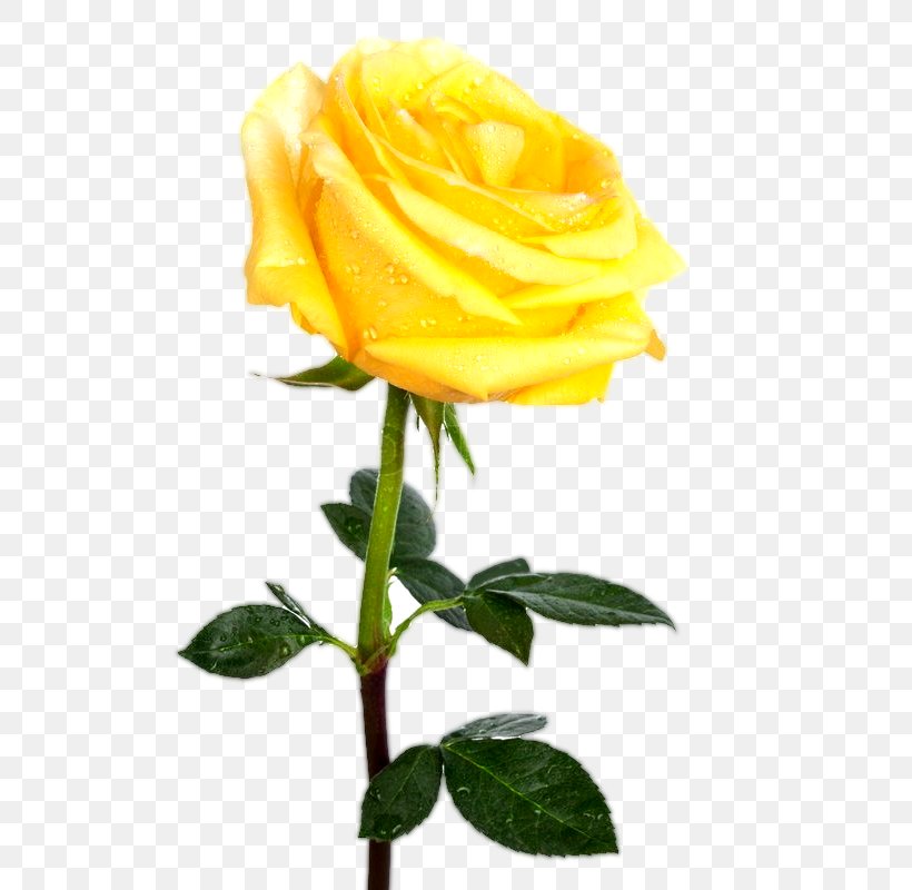 Rose Stock Photography Yellow Royalty-free Desktop Wallpaper, PNG, 533x800px, Rose, Austrian Briar, Color, Cut Flowers, Floribunda Download Free