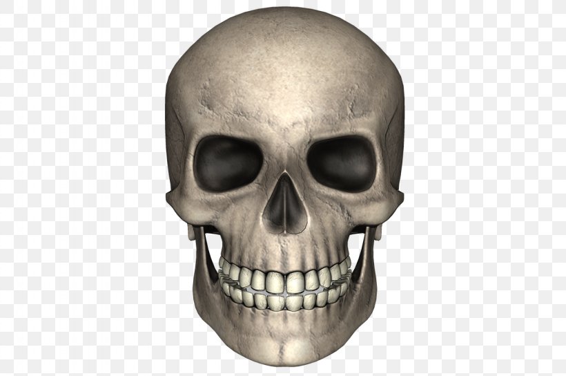Skull Bone, PNG, 1280x850px, Skull, Bone, Head, Image File Formats, Jaw Download Free