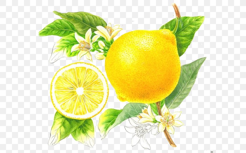 Sunscreen Lotion Cosmetics Botanical Illustration Skin Whitening, PNG, 600x510px, Sunscreen, Bitter Orange, Botanical Illustration, Calamondin, Citric Acid Download Free