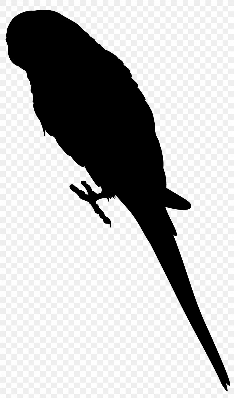 Beak Fauna Silhouette Feather, PNG, 2216x3769px, Beak, Bird, Fauna, Feather, Parakeet Download Free
