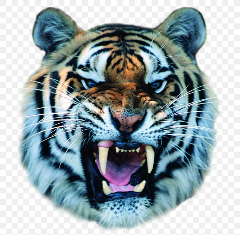 Cat Felidae Bengal Tiger Growling White Tiger, PNG, 1024x1002px, Cat, Animal, Bengal Tiger, Big Cats, Carnivoran Download Free