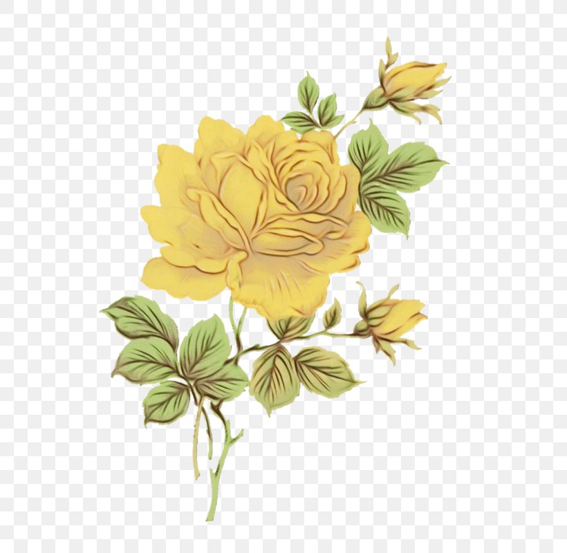 Floral Flower Background, PNG, 533x800px, Cabbage Rose, Antique, Floral Design, Floral Illustrations, Flower Download Free