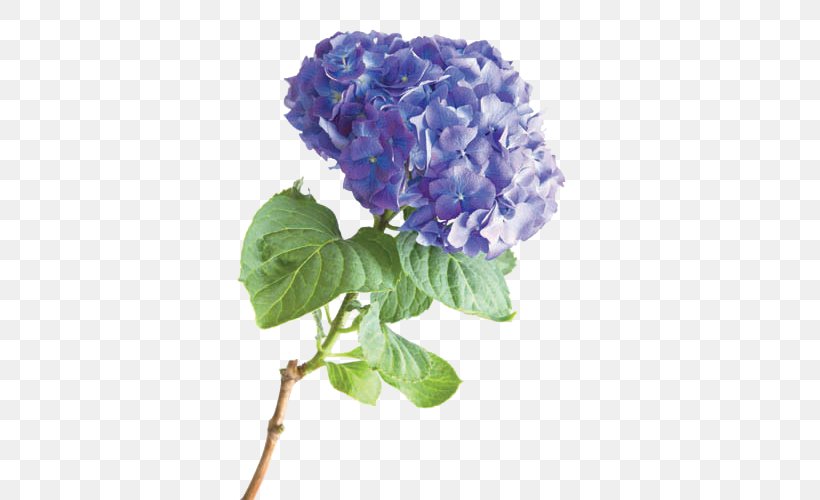 French Hydrangea Flower Stock Photography, PNG, 500x500px, French Hydrangea, Blue, Botanical Illustration, Cornales, Cut Flowers Download Free