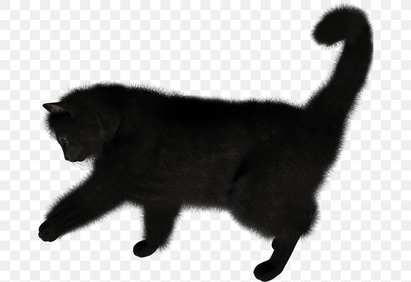Kitten Nebelung Bombay Cat, PNG, 670x563px, Kitten, Black, Black And White, Black Cat, Bombay Download Free
