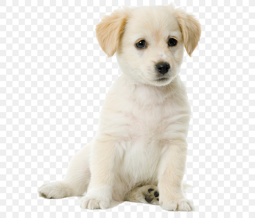 Labrador Retriever Golden Retriever Puppy Pointer Bloodhound, PNG, 700x700px, Labrador Retriever, Bloodhound, Carnivoran, Companion Dog, Cuteness Download Free