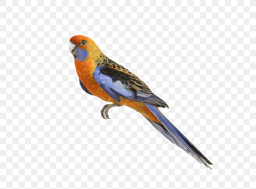 Parrot, PNG, 604x604px, Parrot, Beak, Bird, Cockatiel, Common Pet Parakeet Download Free