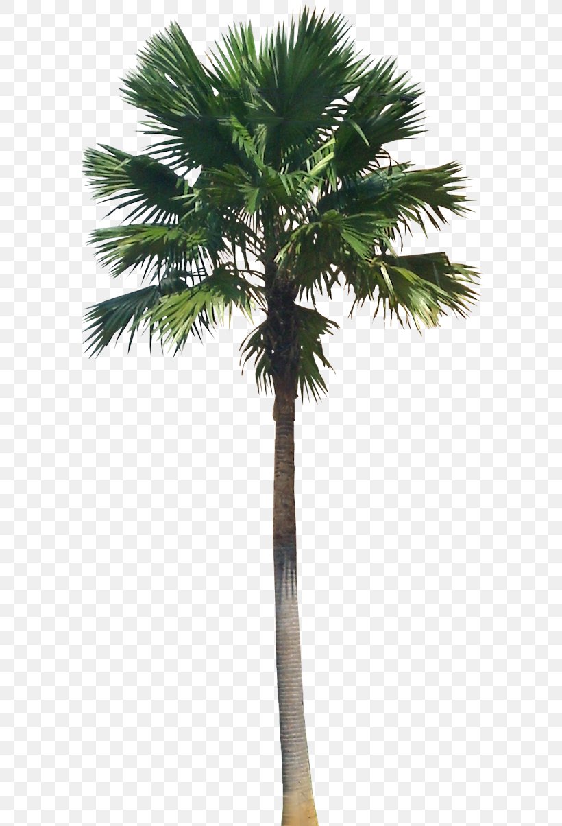 Saribus Rotundifolius Arecaceae Livistona Plant, PNG, 593x1204px, Saribus Rotundifolius, Areca Nut, Areca Palm, Arecaceae, Arecales Download Free