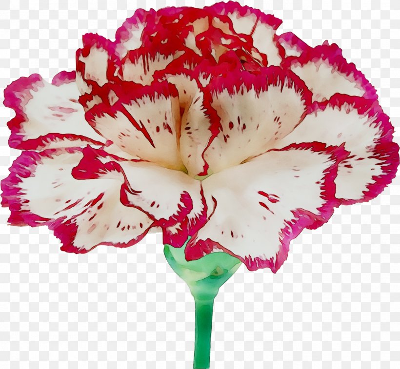 Carnation Geraniaceae Cut Flowers Moth Orchids Pink M, PNG, 1368x1264px, Carnation, Botany, Bouquet, Cut Flowers, Dianthus Download Free
