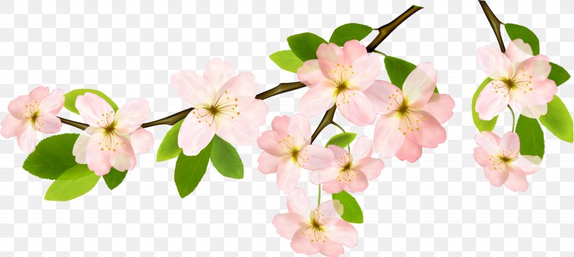 Cherry Blossom Cartoon, PNG, 4408x1983px, Flower, Blossom, Branch, Cherry Blossom, Cut Flowers Download Free