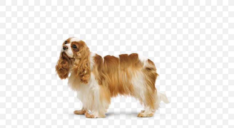 Field Spaniel American Cocker Spaniel Cavalier King Charles Spaniel English Cocker Spaniel, PNG, 580x450px, Field Spaniel, American Cocker Spaniel, Breed, Carnivoran, Cavalier King Charles Spaniel Download Free