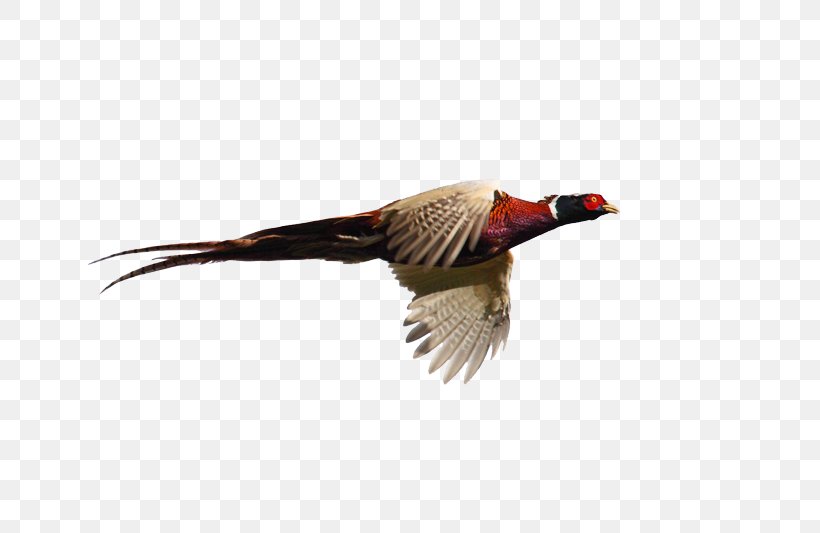 Pheasant Goose Cygnini Flight Bird, PNG, 800x533px, Pheasant, Anatidae, Beak, Bird, Cygnini Download Free