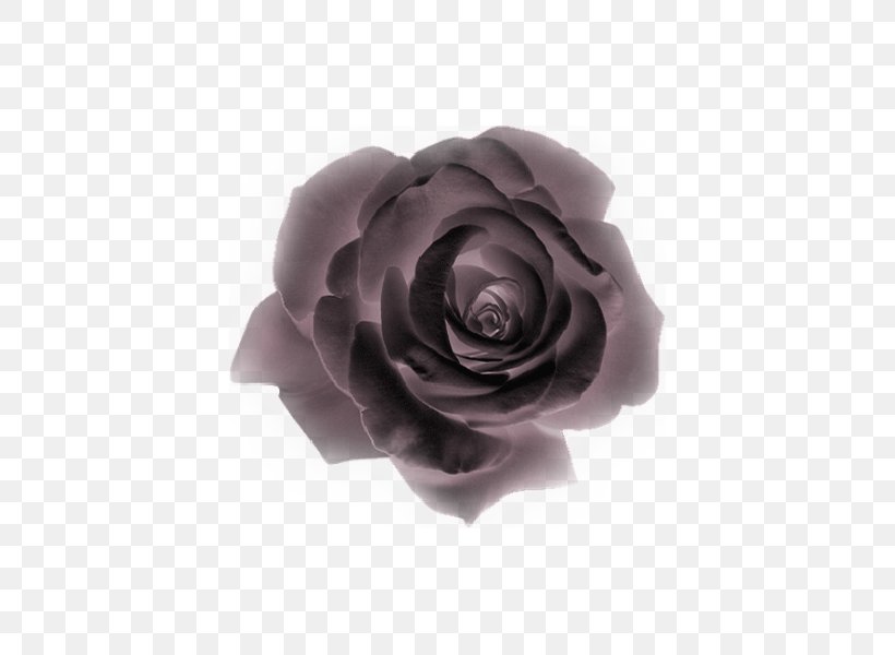 Flower Animaatio Garden Roses, PNG, 600x600px, Flower, Animaatio, Animated Film, Black Baccara, Cut Flowers Download Free